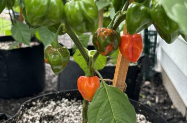 Habs or Scotch Bonnets?