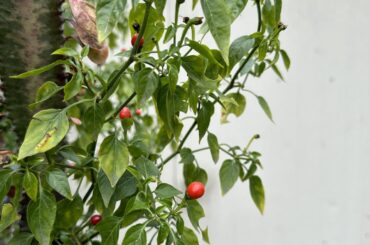 Delicious Peppers Need ID