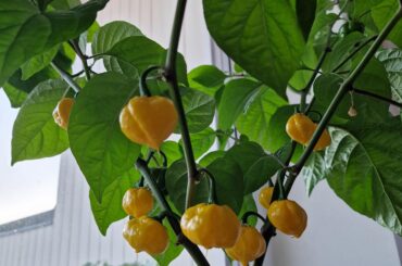 Help me turn my KSLSB peppers into a hot sauce!