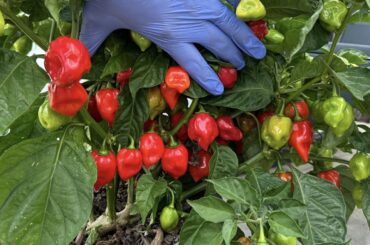 Is this a red savina?