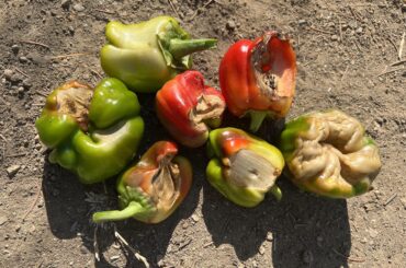 Peppers love shade, so I’m kicking myself for not planting sunflower nearby