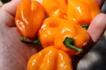 My first ever harvest of peppers