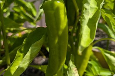 I need help identifying a lot of peppers..