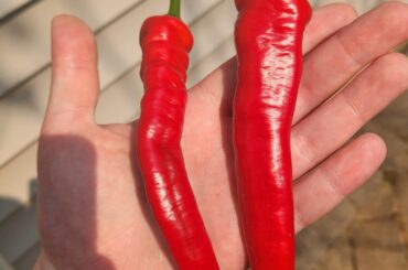 First Jimmy of the summer!