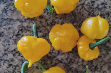 Lemon Starrburst harvest