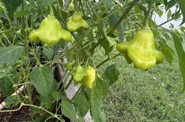 Scotch bonnet seeds produced these.