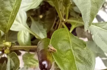 Are they any dangerous?