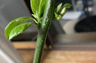 Are these dark marks on the stalk a disease?