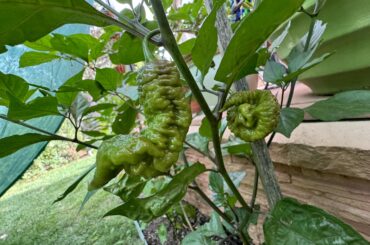 Something I learned: the ugliest the pepper the most spicier will be