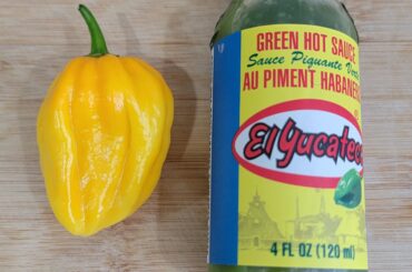 Yellow Congo (bottle for size reference)