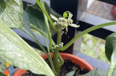 Help! What is happening here? And is there anything I can do to fix it? I’d love to get some peppers this summer!