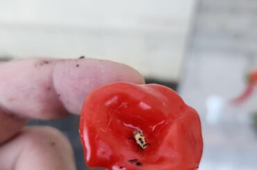 Little guy on my habaneros, good or bad?