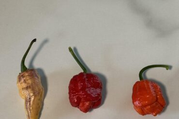 Mini Harvest and Lots of Soon to Be Harvests