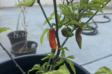Recommendations on what to do with fresh ghost peppers?