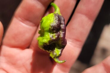 What is wrong with my reaper? The leaves look fine, but the peppers have black or purple spots.