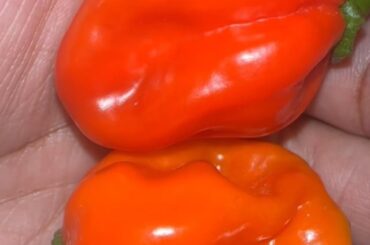 Can I make a hot sauce using 2 habaneros ?