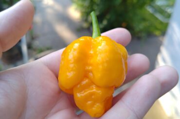 First ripe Yellow Scorpion!