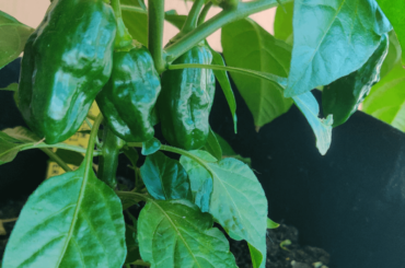 What's the right stage to pick these habaneros?