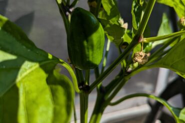 When is this Padron ready? How do I tell?