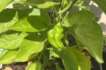 Pepper identification