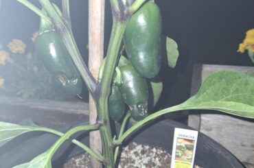 What is causing this on my peppers