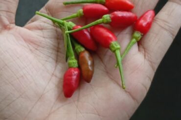 Wondering what kind is this