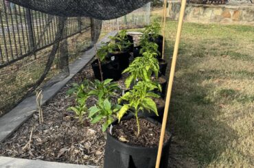 First time growing peppers