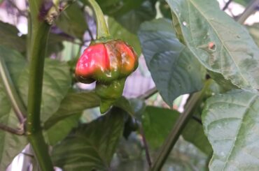 Trinidad scorpions are starting to change color!