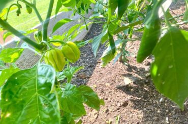 Habaneros...but not Habaneros?