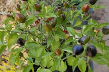 Nature gift? A new variety?