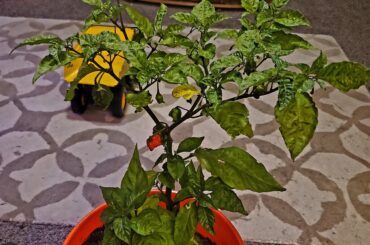 I adopted a Reaper plant today.