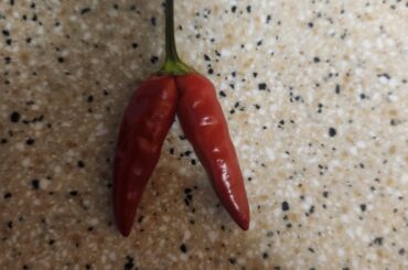 Just come to show off my "super chili" twins!