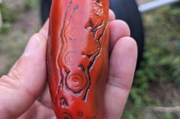 What did this? Inside of the pepper was fine.