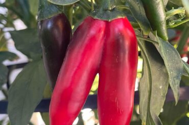 UPDATE: my conjoined serrano twins hit full-term!