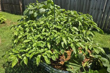 My ghost pepper plant looks like a crazy bonsai tree.