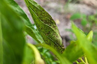 What is wrong with my pepper plants?