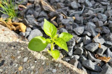 Update on the mystery pepper I found growing between the tiles in my backyard last summer.