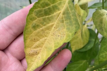 Sugar rush has completely turned yellow