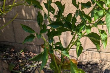 Cayenne, Super Cayenne, other?