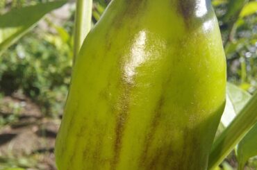 Reposting because I need help