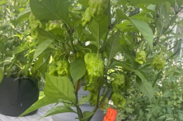 1st timer, feeling pressure