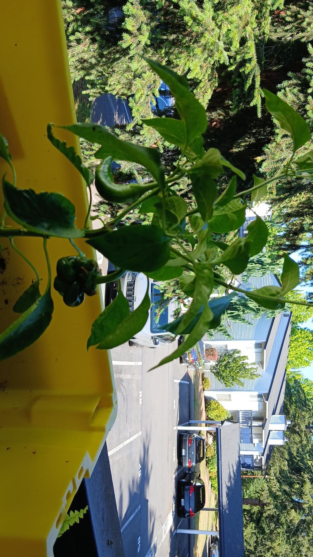 Whats Wrong With This Plant And What Kind Of Pepper Is It Chili Chili Whats Wrong With This Plant And What Kind Of Pepper Is It Chili Chili
