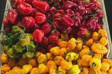 What to do with these peppers I have over 5kgs and Extremely Hot.