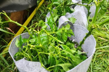 You all think my peppers will recover from hurricane Ernesto? Luckily the majority were inside.