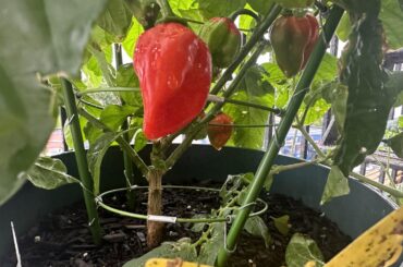 I thought this was habanero or they not?