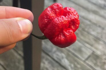 What kind of pepper is this?