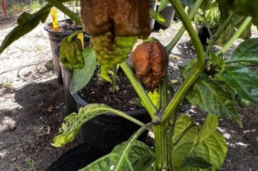 Smokin Ed's Carolina Reaper