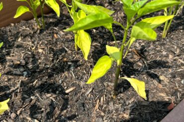 Help! Am I over watering my bell peppers?