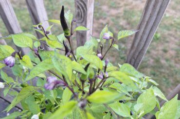 Pepper ID, Dollar Tree did me dirty