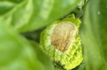 Should I discard this reaper?